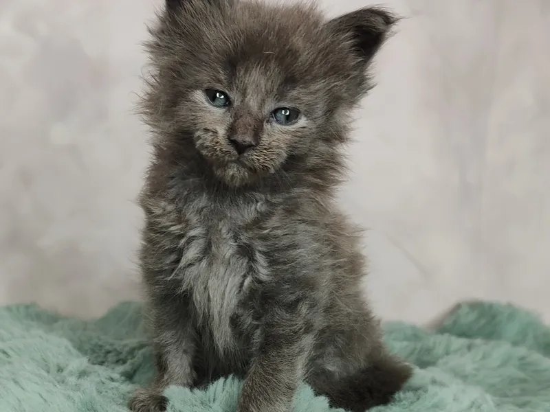 Maine Coon kitten Голубой дым MCO as  Boy
