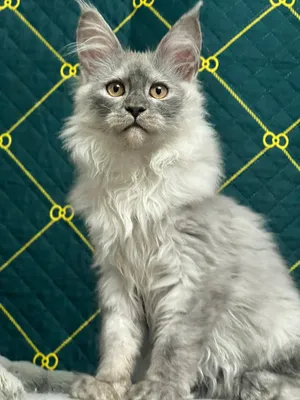 Maine Coon kitten