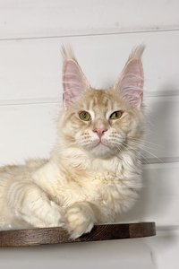 Котенок мейн-кун Красный тикированный  на  серебре MCO ds 25 Мальчик - фото 1