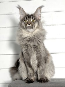 Maine Coon kitten Черный тикированный на  серебре MCO ns 25 Boy - photo 2