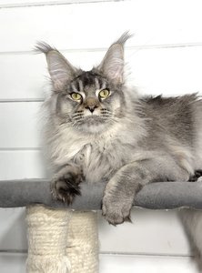 Maine Coon kitten Черный тикированный на  серебре MCO ns 25 Boy - photo 1