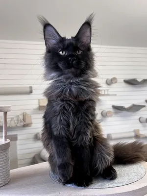 Maine Coon kitten