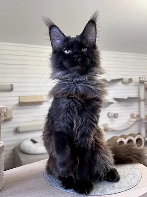 Maine Coon kitten