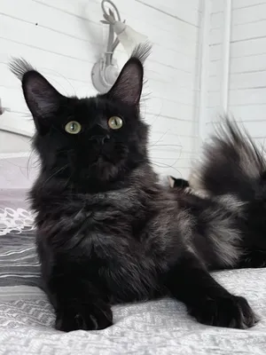 Maine Coon kitten