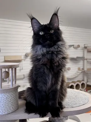 Maine Coon kitten