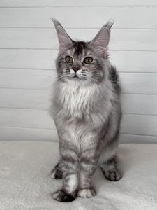Maine Coon kitten Черный тикированный на  серебре MCO ns 25 Girl - photo 2
