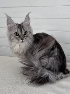Maine Coon kitten Черный серебрянный тигровый MCO ns 23 Girl - photo 2