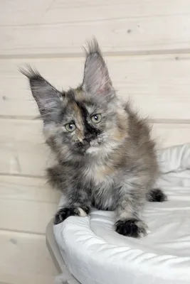 Maine Coon kitten