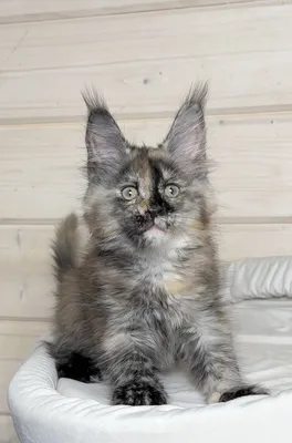 Maine Coon kitten