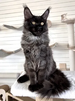 Maine Coon kitten