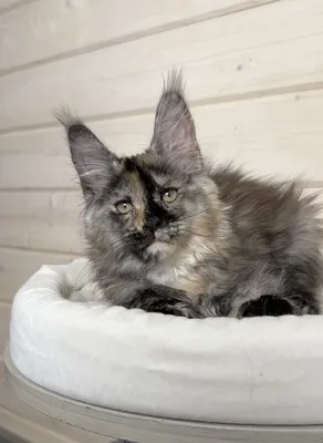 Maine Coon kitten