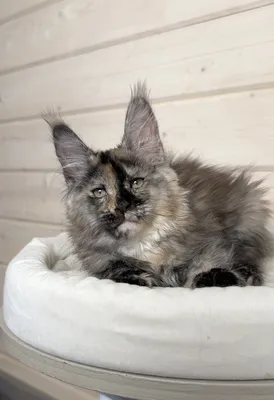 Maine Coon kitten
