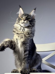 Maine Coon kitten Черный с  тикингом MCO n 25 Girl - photo 2