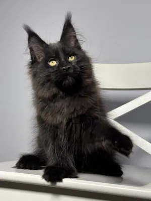 Maine Coon kitten