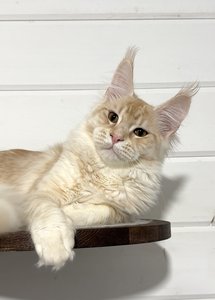 Котенок мейн-кун Красный тикированный  на  серебре MCO ds 25 Мальчик - фото 3