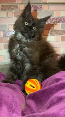 Maine Coon kitten