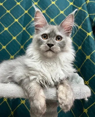 Maine Coon kitten
